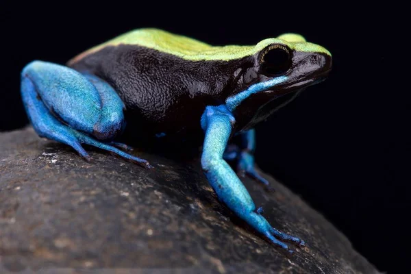Mavi ayaklı Mantella (Mantella expectata)