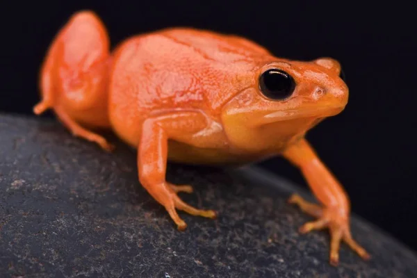 Zlatý Mantella Mantella Aurentiaca — Stock fotografie