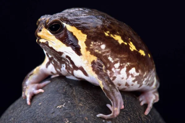 Mozambique Rain Frog Breviceps Mossambicus — Stock Photo, Image