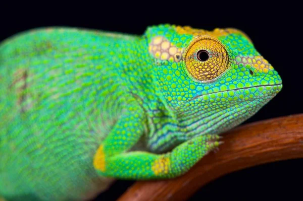 Bukalemun (Kinyongia xenorhina) kadın garip burunlu