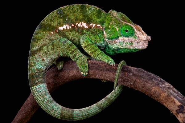 Küre boynuzlu bukalemun (Calumma globifer)