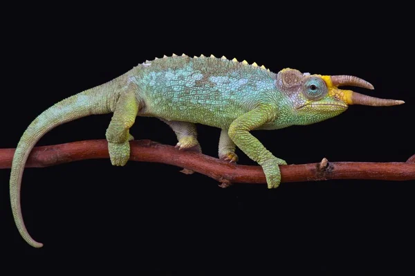 Jackson Camale&atilde;o Trioceros Jacksonii Jacksonii Uma Esp&eacute;cie Camale&atilde;o  Espetacular Encontrado &mdash; Foto &copy; REPTILES4ALL #200475850