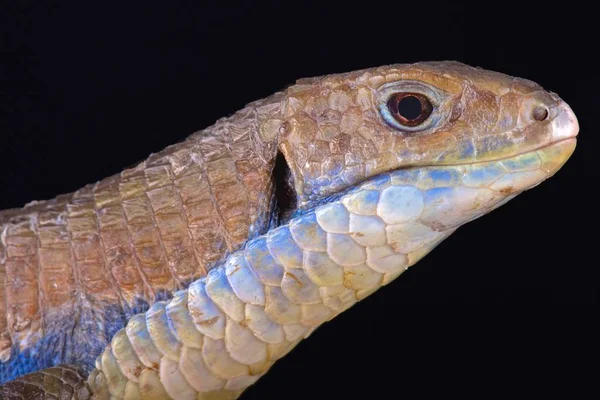 Lézard Noir Gerrhosaurus Major Est Une Espèce Lézard Fortement Plaquée — Photo