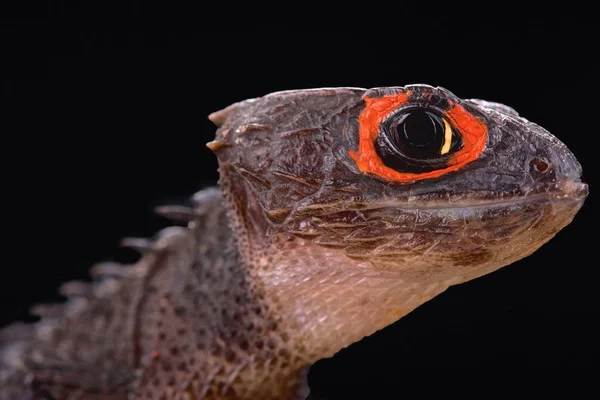 Zarudlé Oči Krokodýla Krátkonožkou Tribolonotus Gracilis — Stock fotografie