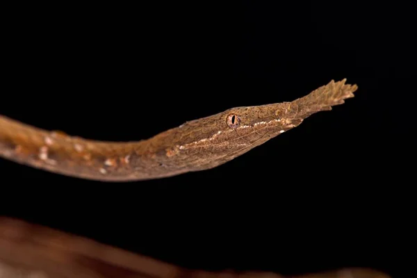 Cobra Nariz Folha Madagáscar Langaha Madagascariensis Uma Espécie Dimorfa Altamente — Fotografia de Stock