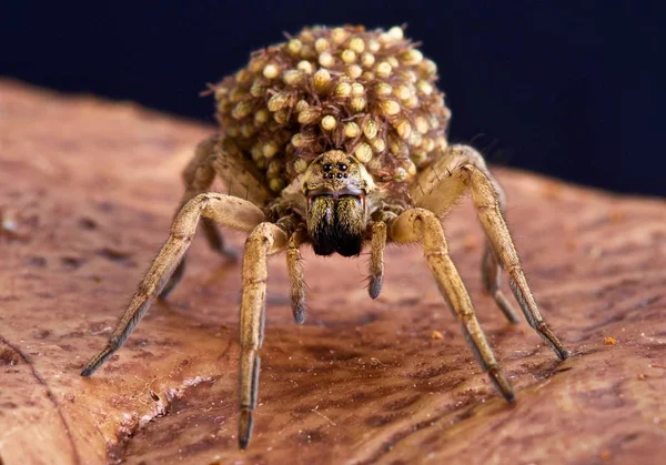 Herhangi karşı ek bir koruma yırtıcı olacak gibi kurt örümcekler bebeklerini onların back on taşımak..
