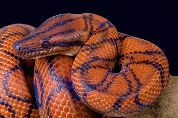 Epicrates cenchria cenchria, Rainbow boa, Brezilya