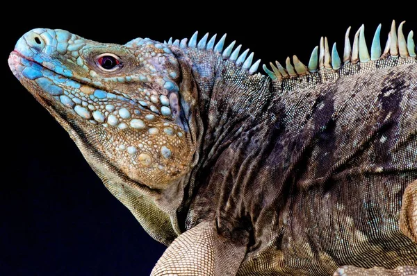 Cyclura lewisi, Grand Cayman mavi iguana, Grand Cayman