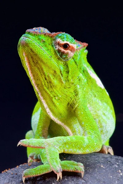 Çizgili bukalemun (Trioceros petteri)