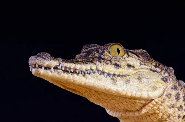 Crocodylus Niloticus Nílusi Krokodil Namíbia — Stock Fotó