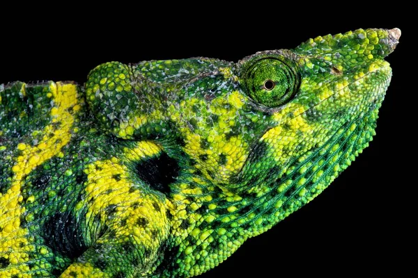 Meller's chameleon (Trioceros melleri) — Stock Image Meller Chameleon Trioceros Melleri Royalty Free Stock Images