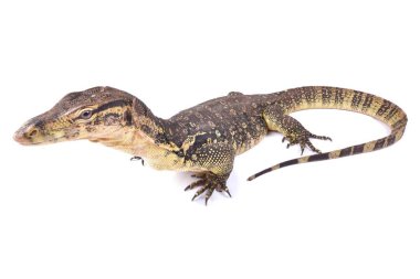 Güney ve Güneydoğu Asya'da, beyaz arka plan üzerinde izole yaşayan Varanus salvator 
