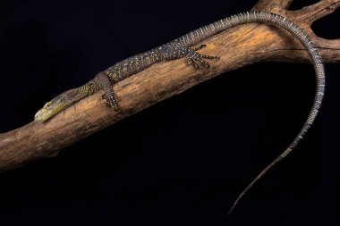 Timsah izlemek, Papua Yeni Gine ve Batı Papua, Endonezya yaşayan Varanus salvadorii