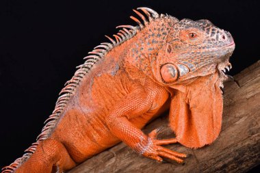 yeşil iguana,, orta ve Güney Amerika ve Karayip Adaları yaşayan Iguana Iguana 