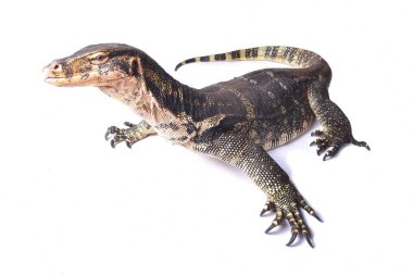 su izlemek, Güney ve Güneydoğu Asya'da beyaz arka plan üzerinde izole yaşayan Varanus salvator 