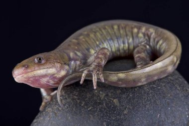 Doğu tiger semender, Kuzey Amerika'da yaşayan Ambystoma tigrinum