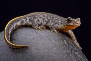 Buresch'ın tepeli newt (Triturus ivanbureschi)