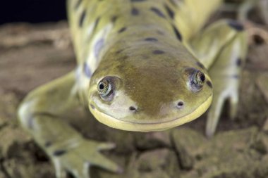 Kaplan semender (Ambystoma mavortium)