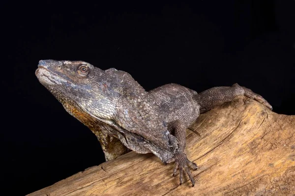 Falowaną Necked Lizard Żyjących Północnej Australii Południowej Nowej Gwinei — Zdjęcie stockowe