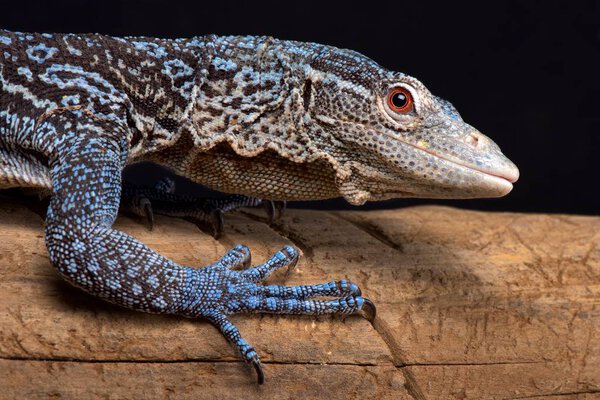 Blue tree monitor, Varanus macraei living in island Batanta, Indonesia 