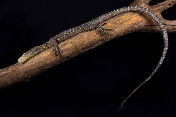 Monitor Cocodrilos Varanus Salvadorii Vive Papúa Nueva Guinea Papúa Occidental —  Fotos de Stock