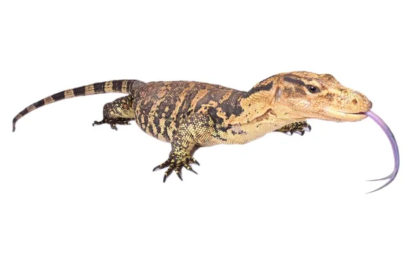 Filippijnse Water Monitor Varanus Cumingi Wonen Southern Leyte Geïsoleerd Witte — Stockfoto