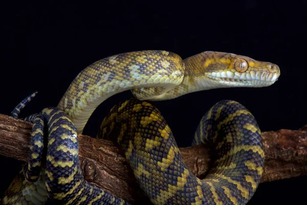 Moluccan Python モルッカ諸島 インドネシアの一部の生活 Simalia Clastolepis — ストック写真