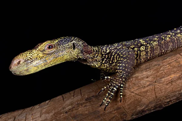 Krokodil Monitor Varanus Salvadorii Guinea — Stock Fotó