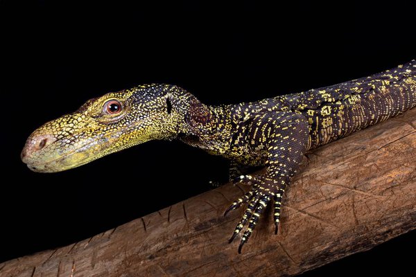 Crocodile monitor, Varanus salvadorii living in New Guinea 