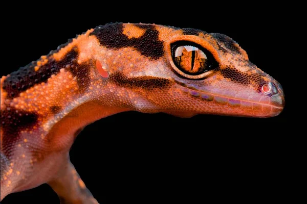 Japon mağara Ryukyu adalar, Japonya yaşayan Gecko