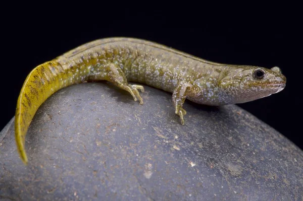 Oita Salamander Hynobius Dunni Living Japan — Stock Photo, Image