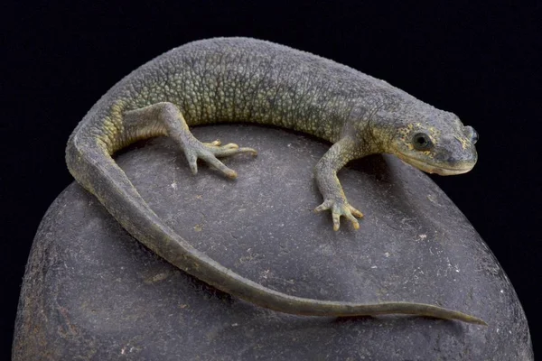 Tritón Acanalado Argelino Pleurodeles Nebuloso Que Vive Argelia Túnez —  Fotos de Stock