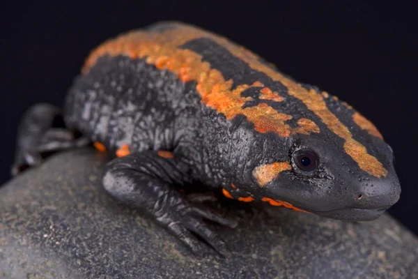 Laos Warty Newt Paramesotriton Laoensis Living Saysomboun Special Zone Phou — Stock Photo, Image