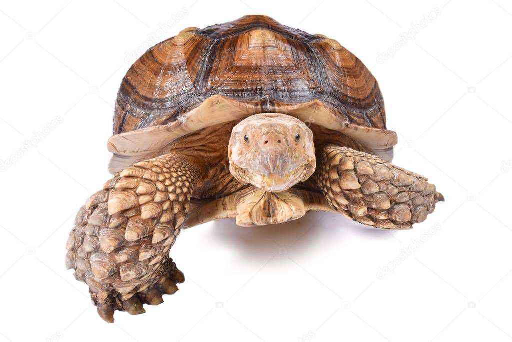 African spurred tortoise living in Sahara desert, Africa, isolated on white background 