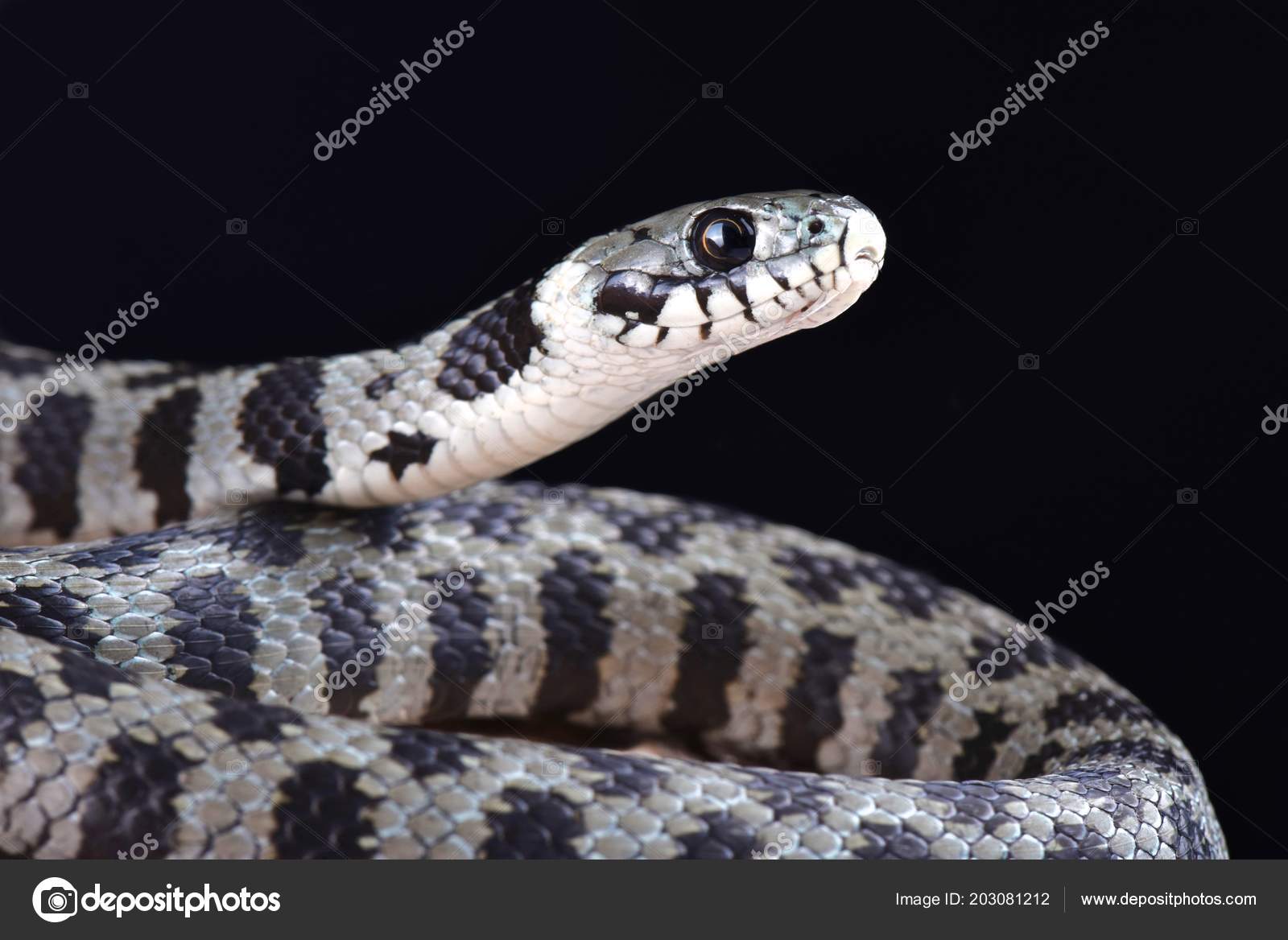 ポートフォリオ Reptiles4all ページ 4 ストック写真 イラストとベクターアート Depositphotos ポートフォリオ Reptiles4all ページ 4 ストック写真 イラストとベクターアート Depositphotos