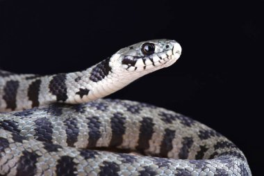 Milos ot yılanı (Natrix natrix schweizeri) bir çok tehlike altındaki yılan Milos island, Yunanistan için endemik türdür.