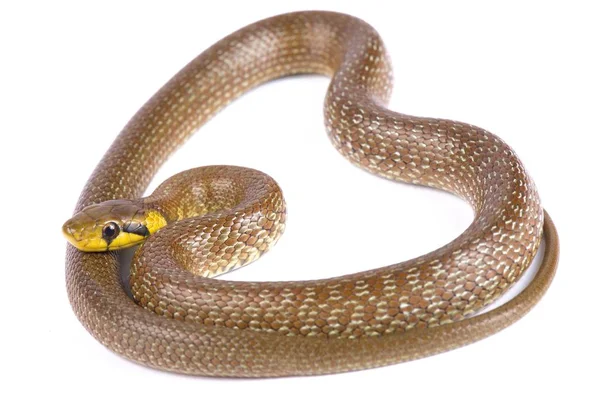 Aesculapian Snake Zamenis Longissimus Белом Фоне — стоковое фото