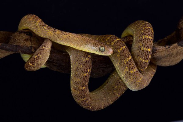 Центральноафриканская яйцеедка (Dasypeltis fasciata), как известно, имитирует рисунок и окраску некоторых ядовитых гадюк, таких как Causus rhombeatus, Echis carinatus или Bitis caudalis (в зависимости от региона).
)