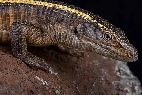 Giant plated lizard (Matobosaurus validus) is the largest member in the Gerrhosauridae family. They are native to Southern Africa. — Stock Image Giant Plated Lizard Matobosaurus Validus Largest Member Gerrhosauridae Family Native Stock Image