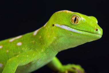 Northland yeşil kertenkele veya Gray'in ağaç gecko (Naultinus grayii) gecko bir türdür. Tür sadece Yeni Zelanda, kuzeyinde Whangaroa Northland bölgesi bulunur; nadide ve en çok aranan sonra kertenkele biridir.