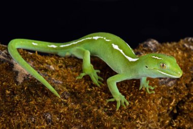 Auckland yeşil kertenkele (Naultinus elegans) familyasından bir gecko sadece kuzey yarısında North Island Yeni Zelanda bulundu.