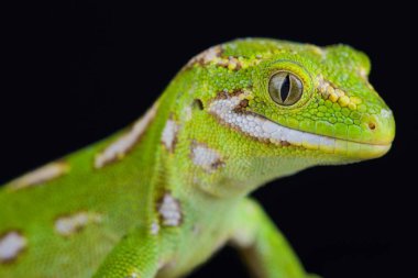 Mücevherli gecko (Naultinus gemmeus) Yeni Zelanda Güney Adası yerel bir türüdür. Ana nüfus bulunur, ancak bu yalnızca Güney adasının Canterbury ve Otago içinde daha doğrusu güneydoğuda bulunur. 