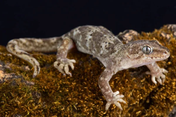 Gecko Des Alpes Méridionales Woodworthia Alpes Méridionales Est Capable Survivre — Photo