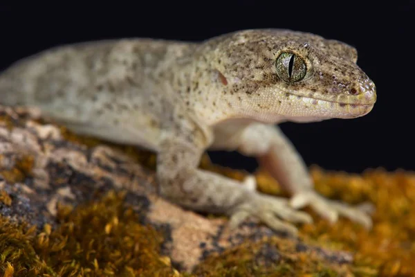 Canterbury Gecko Woodworthia Brunneus Pequena Forma Feminina — Fotografia de Stock