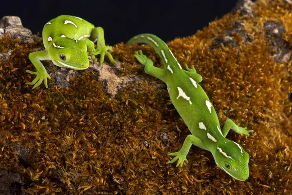 Είδος Μικρής Σαύρας Του Northland Πράσινο Γκρίζο Geckos Δέντρο Naultinus — Φωτογραφία Αρχείου