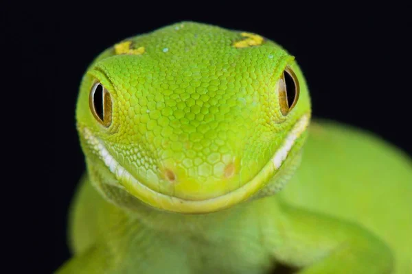 Zelených Aucklandu Gecko Naultinus Elegans Druh Gecko Pouze Severní Polovině — Stock fotografie