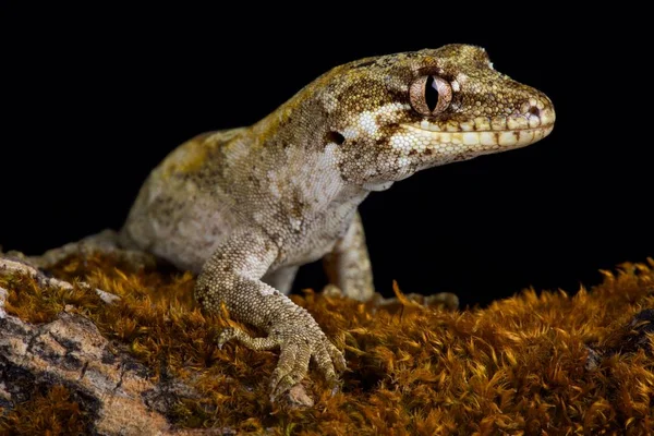 Gecko Lasu Mokopirirakau Granulatus Jest Gatunków Gecko Granulatus Odnosi Granulowanego — Zdjęcie stockowe