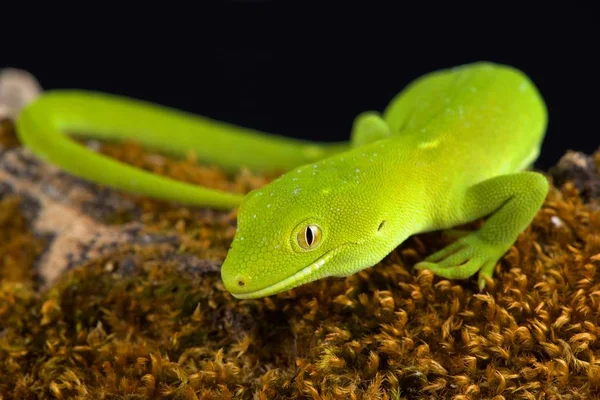 Wellington Green Gecko Naultinus Punctatus — Stock Photo, Image