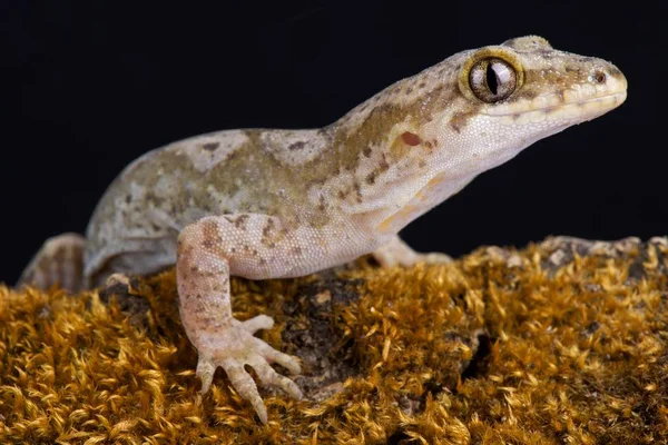 Тихоокеанський Gecko Dactylocnemis Pacificus Gecko Ендемічних Острова Північний Нової Зеландії — стокове фото