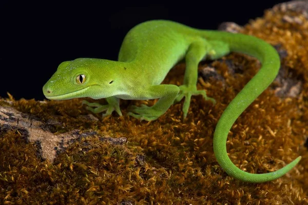 Auckland Green Gecko Naultinus Elegans Species Gecko Found Only Northern — Stock Photo, Image